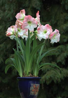 
Amaryllis in bloom
